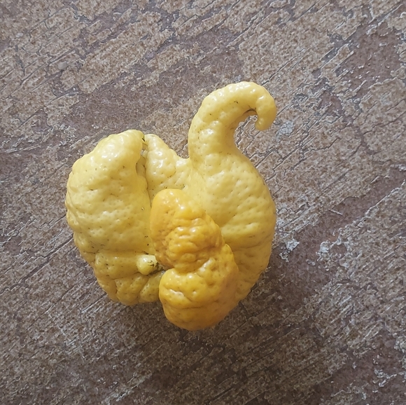 LEMON - Picture 3 of 4